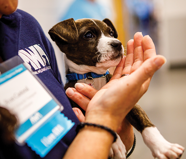 Second Chance at Love — Supporting Homeless Pets through AWA